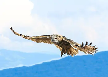 Owl flight above trees