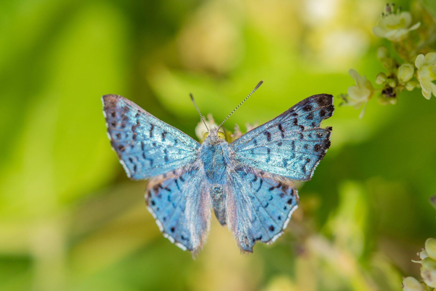 Blue Metalmark feeding from a wildflower