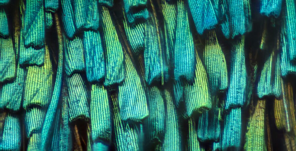 Close Up Butterfly Wing